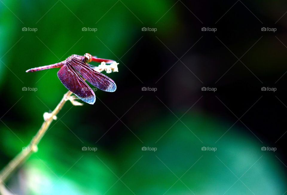 Red Dragonfly on a branch