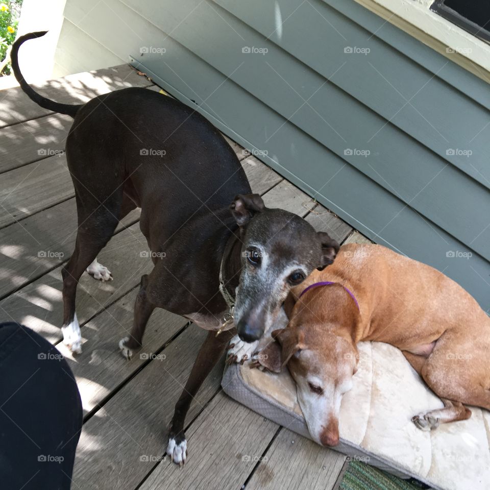 Italian Greyhound & Vizsla wanting to go inside the house. I'm ready too.🐾💛