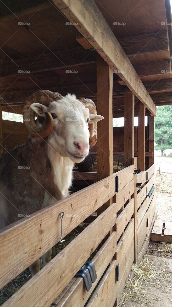 Wood, Farm, Family, Barn, Wooden