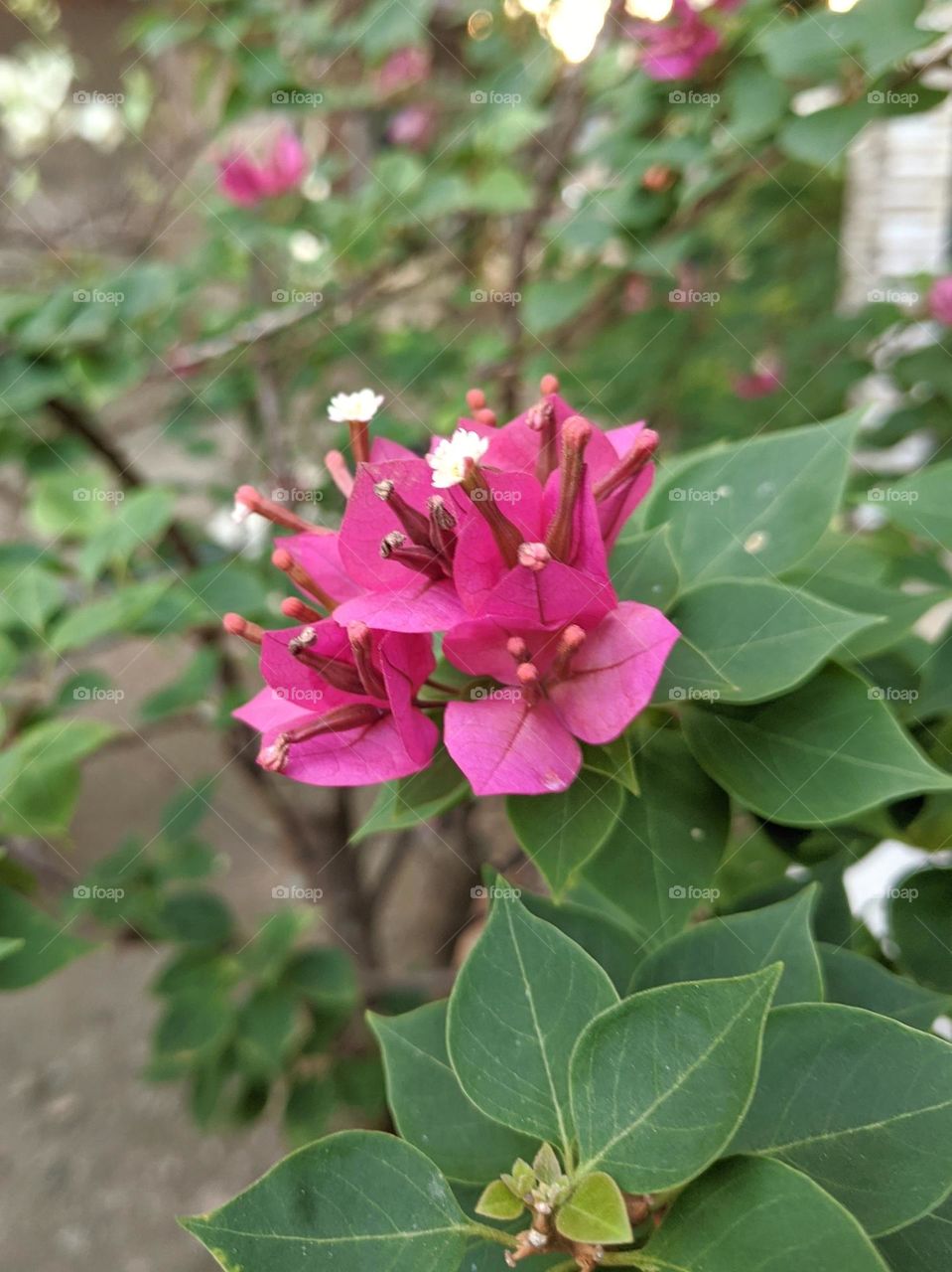 Beautiful bougainvillea is blooming with a blurred background