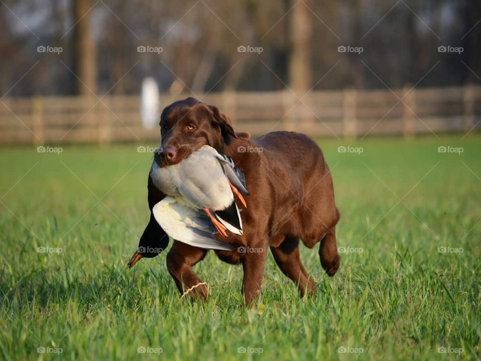 Retriever Training