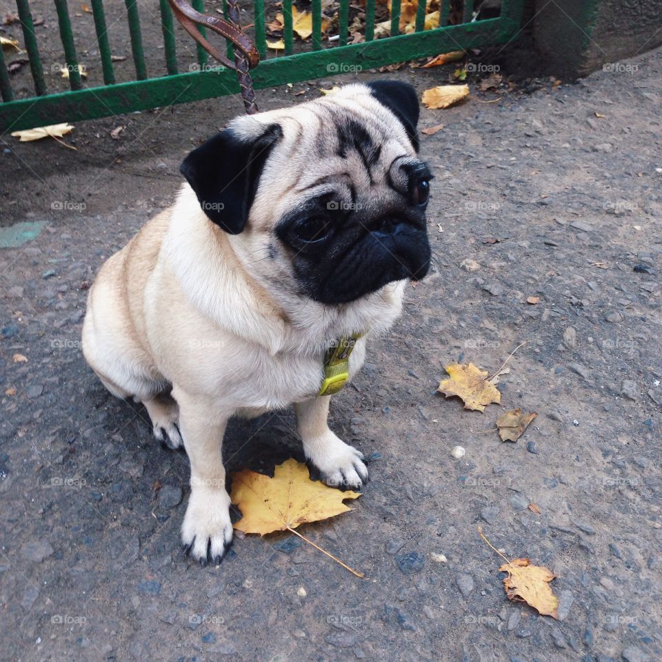 A dog sitting on street