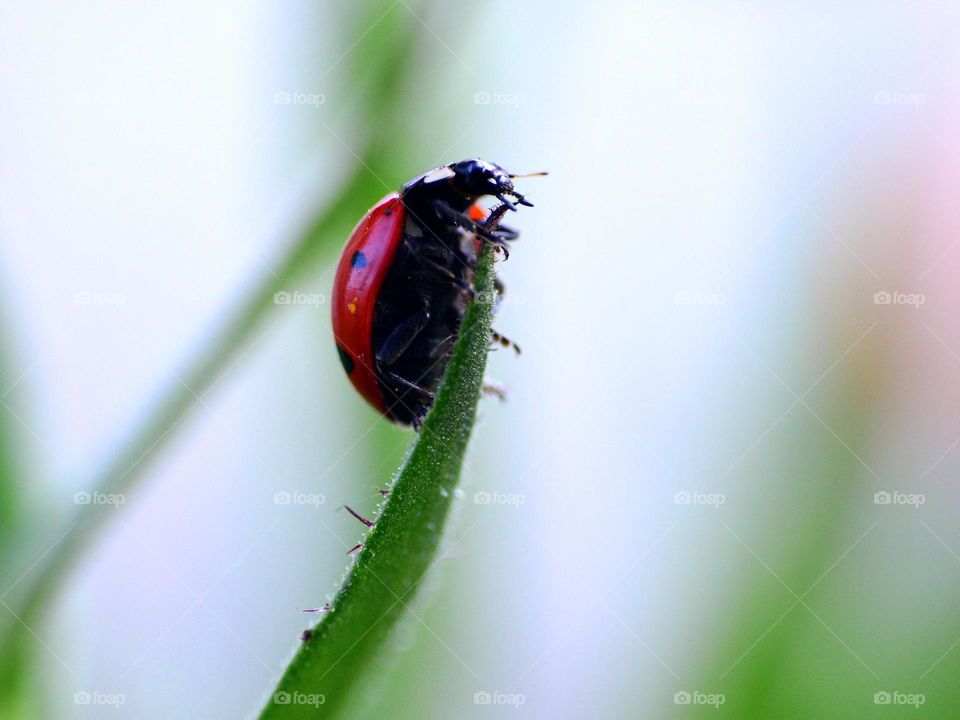 ladybug on a blade of grass
