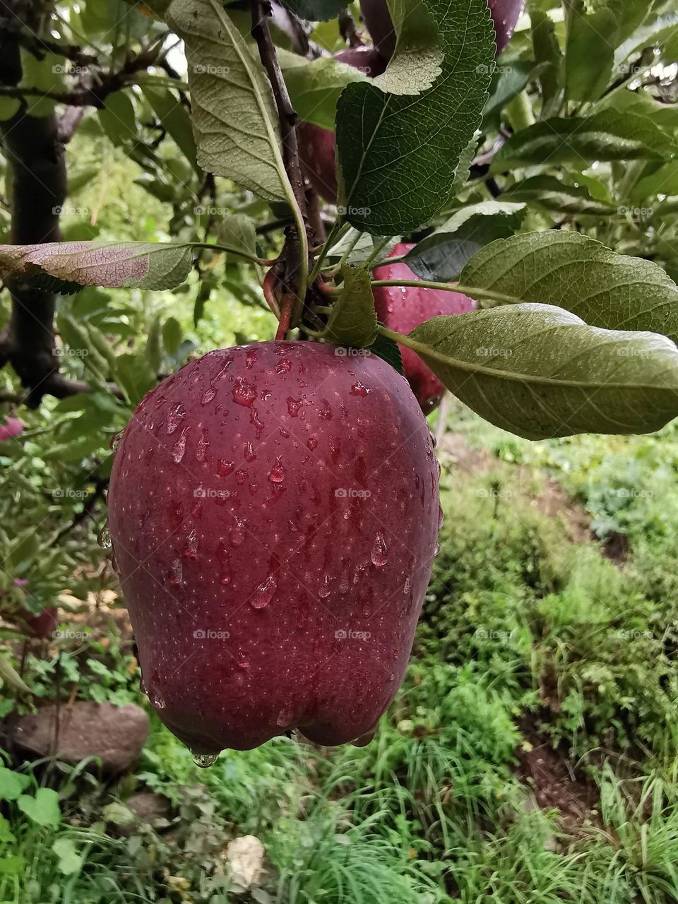 Royal delicious apple all wet
