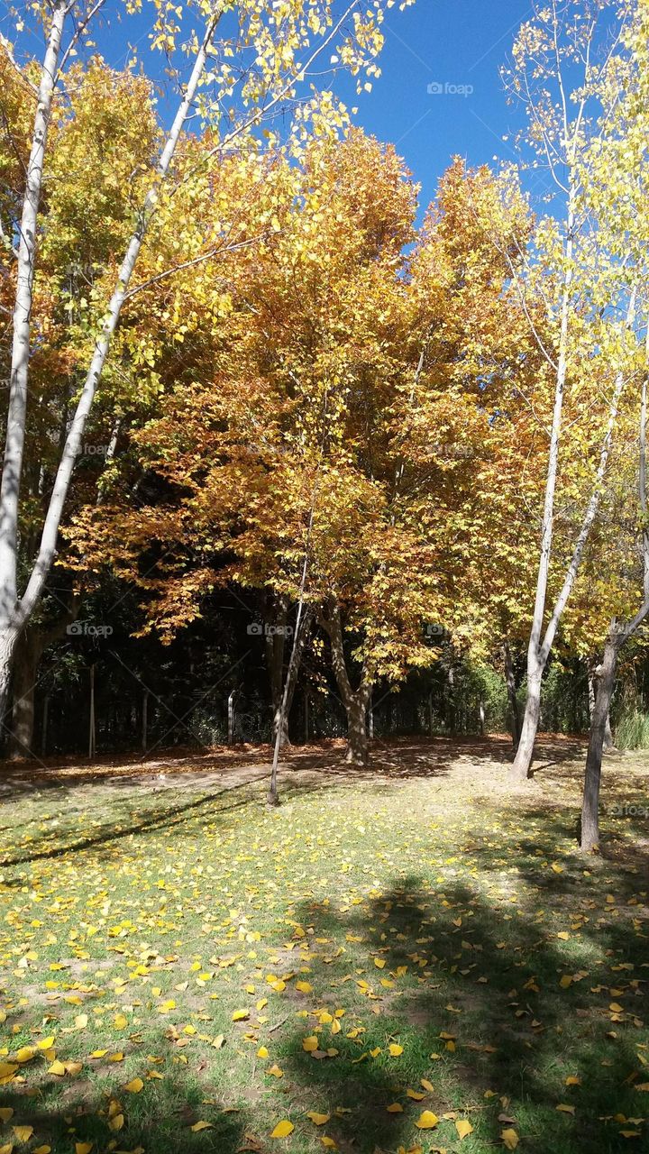 campo de otoño