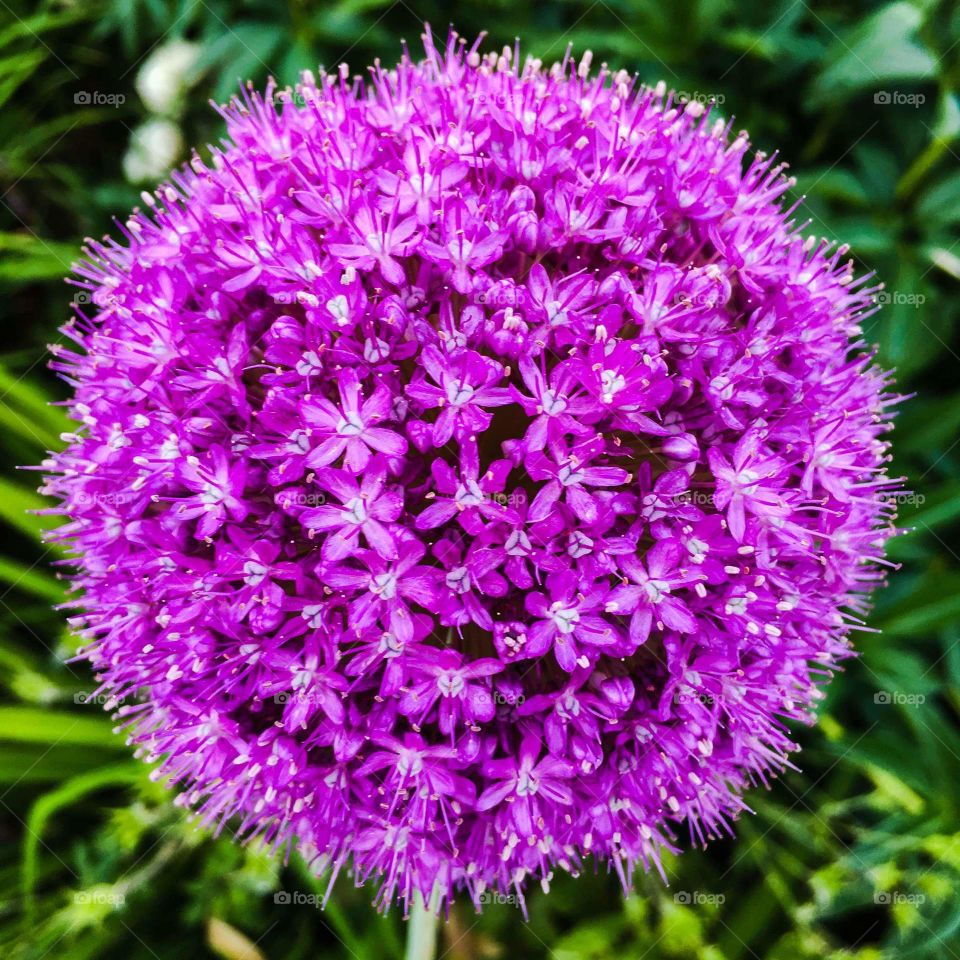 Flower Ball