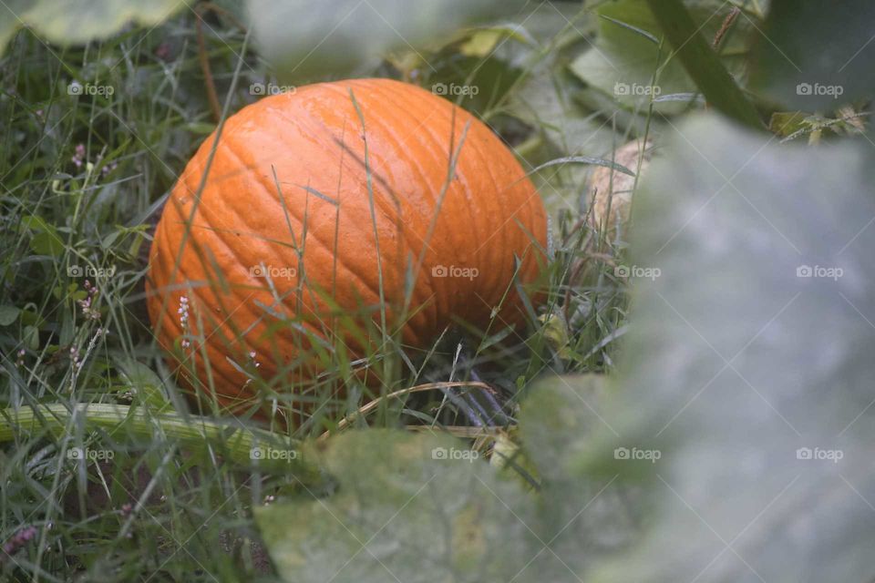 Pumpkin Picking