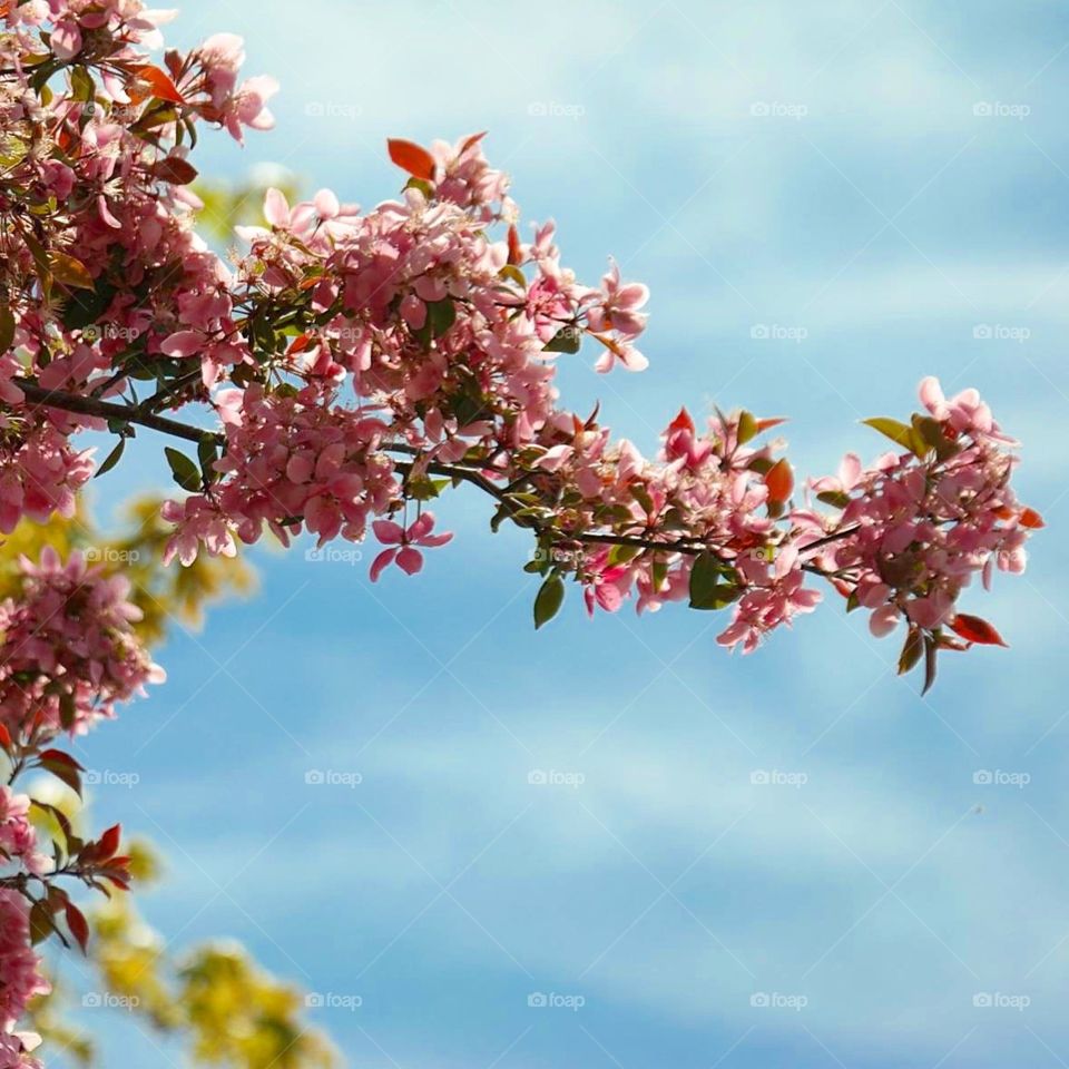 Blossom flower tree