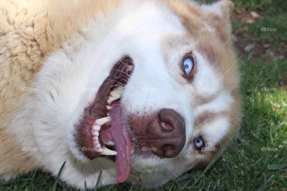 Husky Tongue