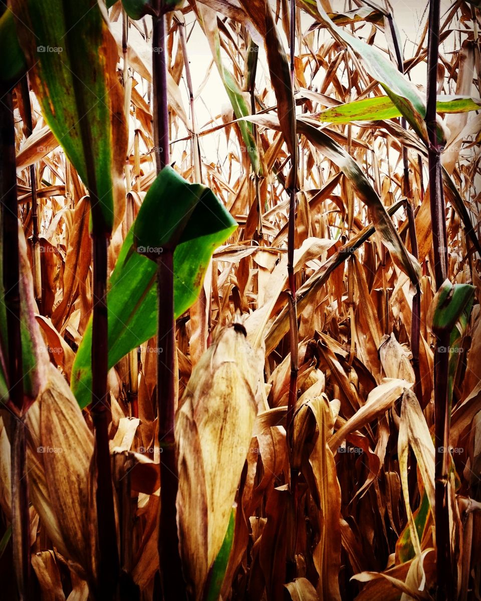 corn field
