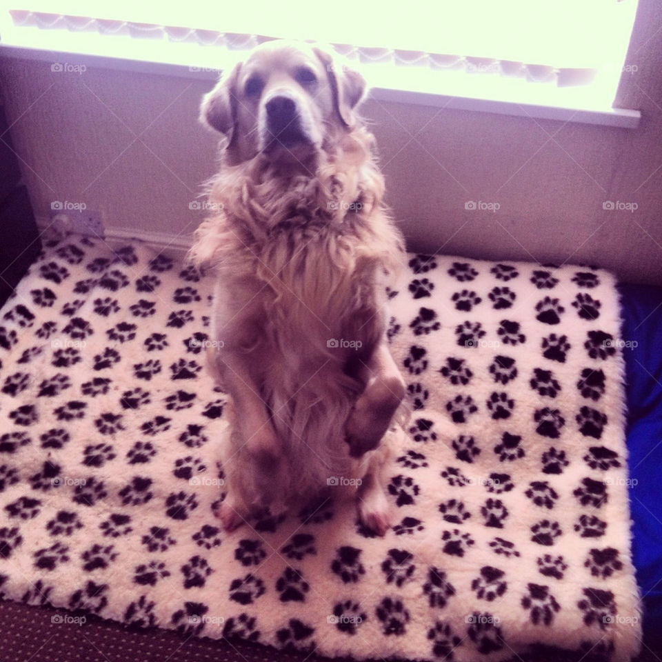 Golden retriever doing tricks