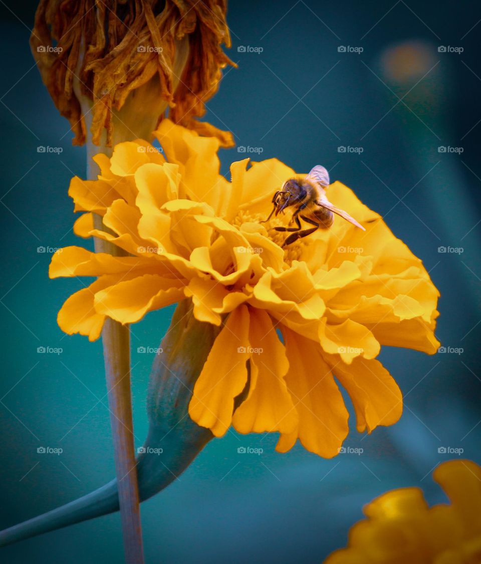 Bee