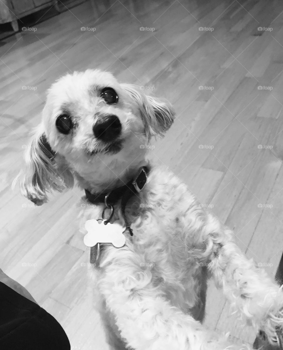 Little Maltipoo smiling and wants attention 
