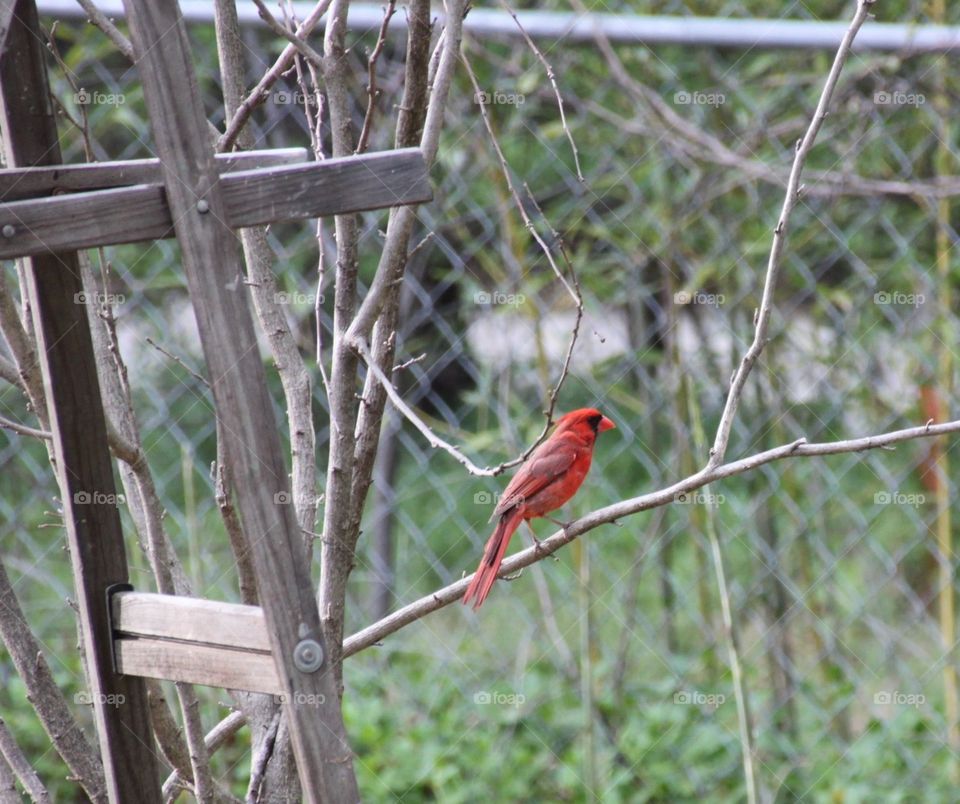 Cardinal in the Garden 
