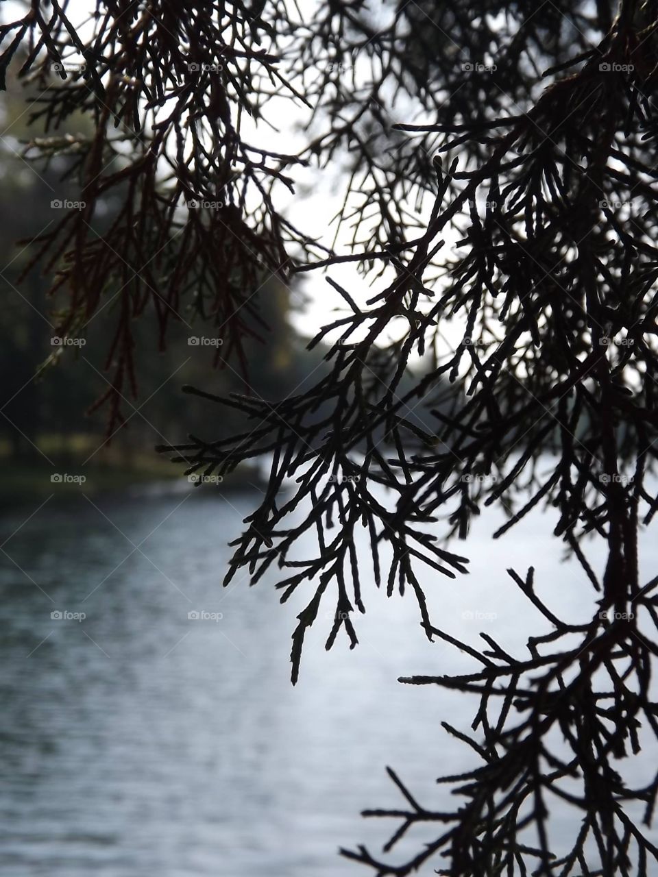 A pine tree with blurred lake in the background. 