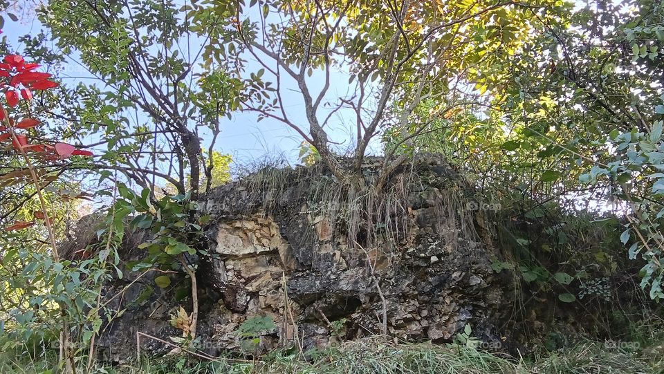 mountain on the tree