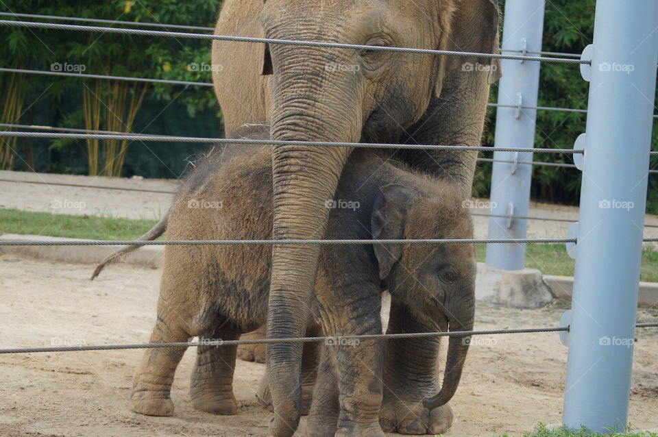 Momma and baby, Houston zoo