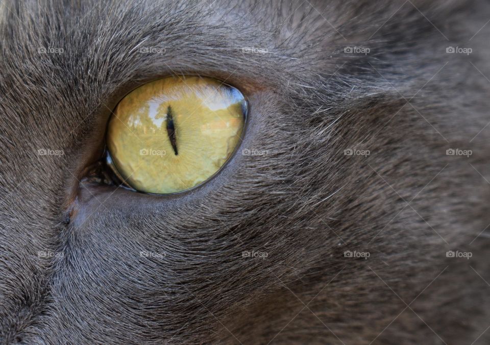 Cat’s eye 