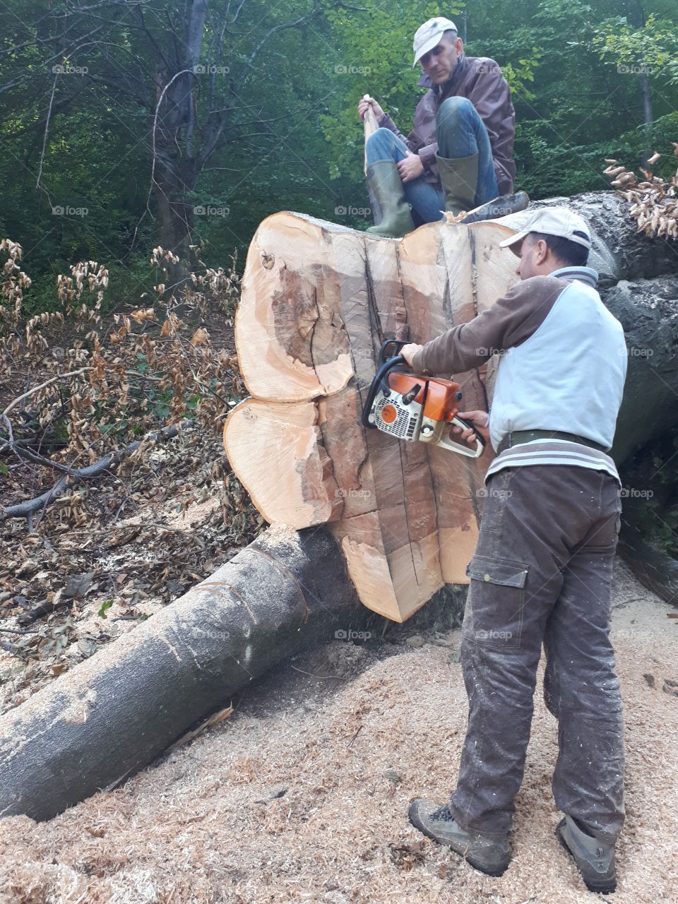 cutting a large tree