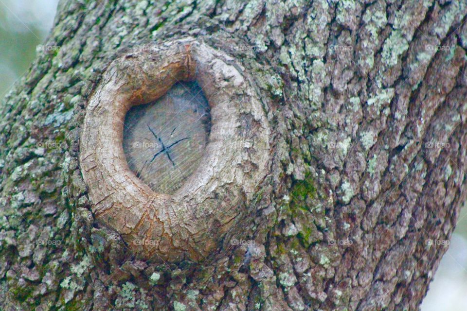 Tree knot