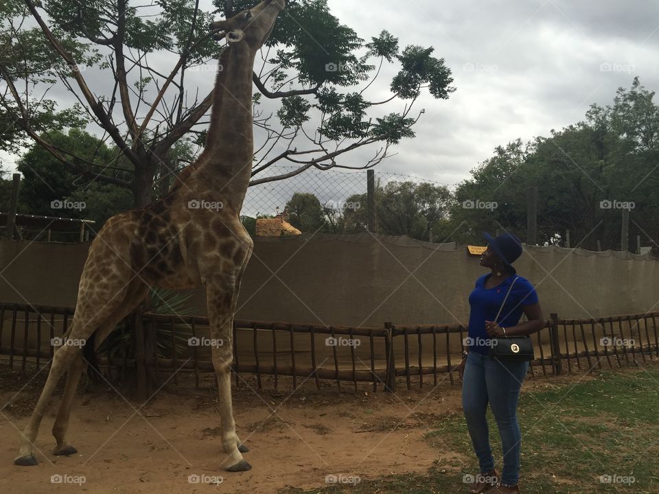 Gazing at a Giraffe 