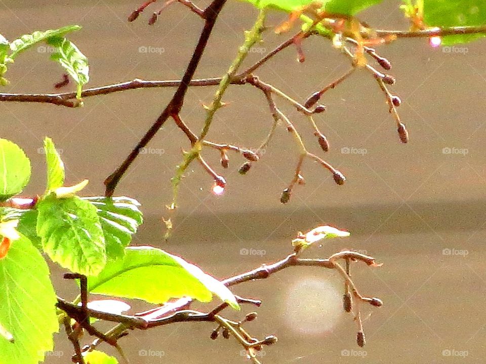 nature in the rain