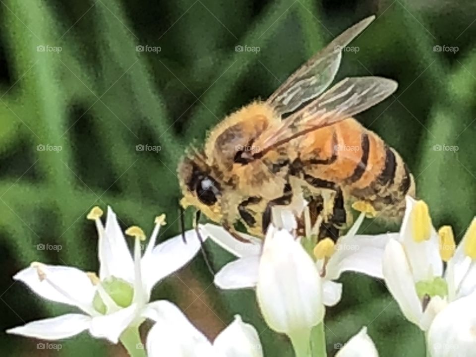 Bee pollinating