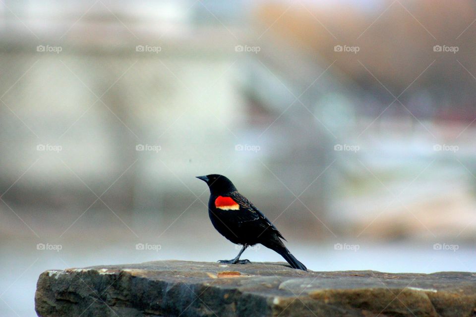 Bird on the rock