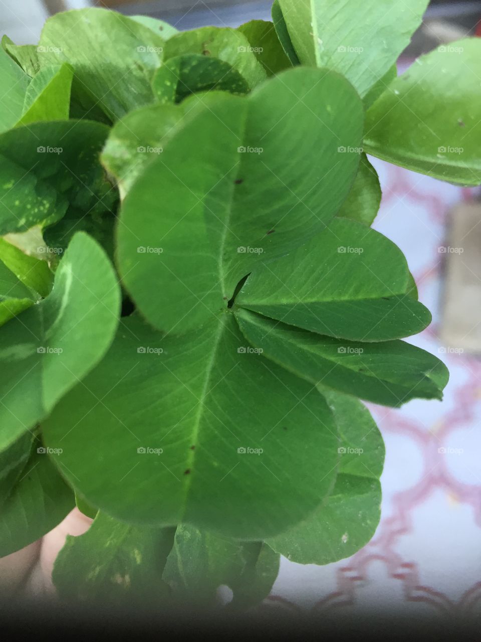 4 leaf clover