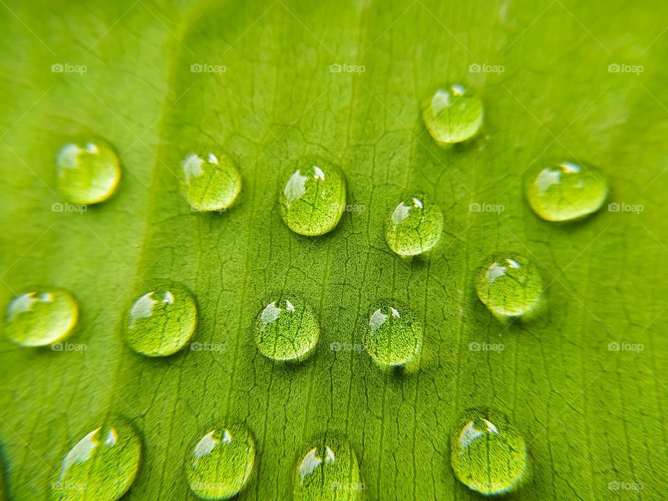 Water drops on green leaf macro close up. Natural background