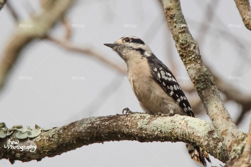 Downy Woodpecker