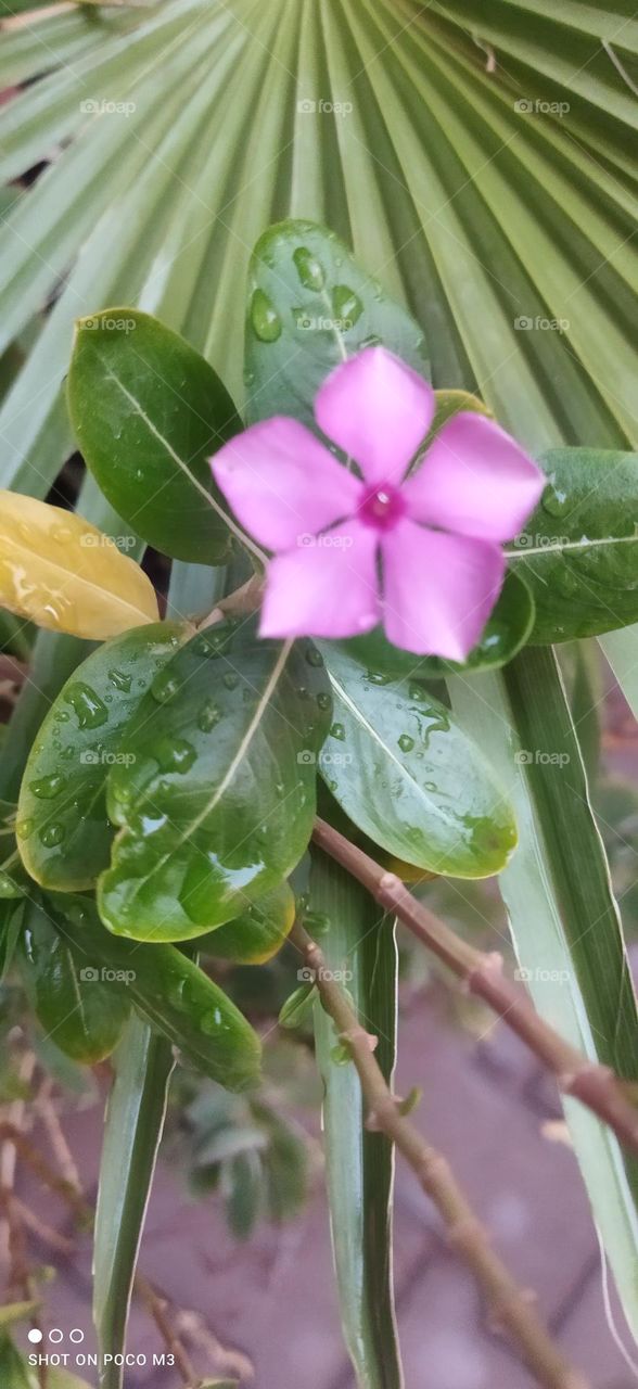 Beautiful leaves and flower