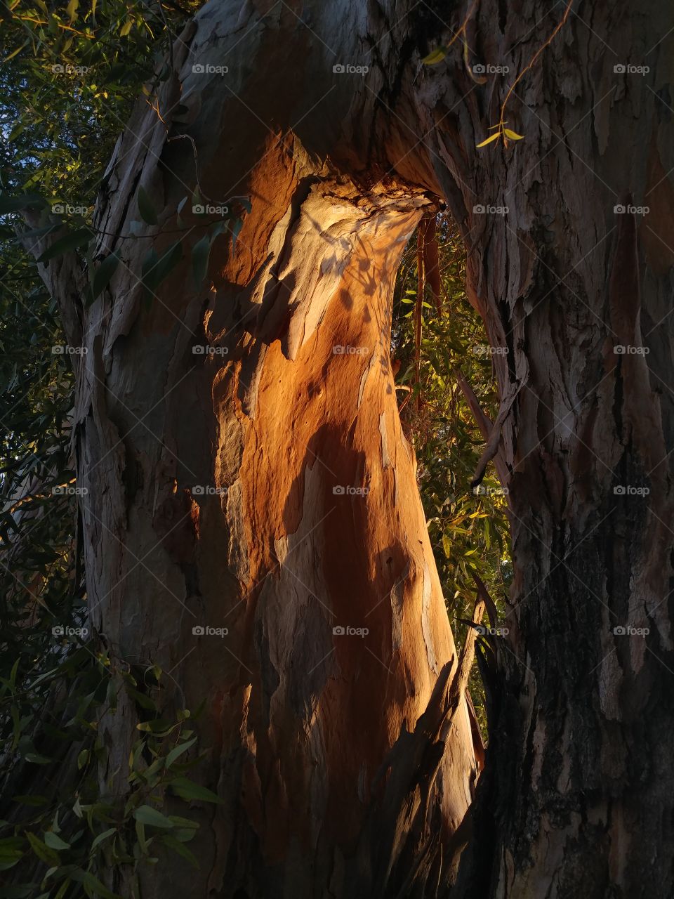 looking through split in tree morning golden sunlight illuminates colorful bark in Phoenix Arizona