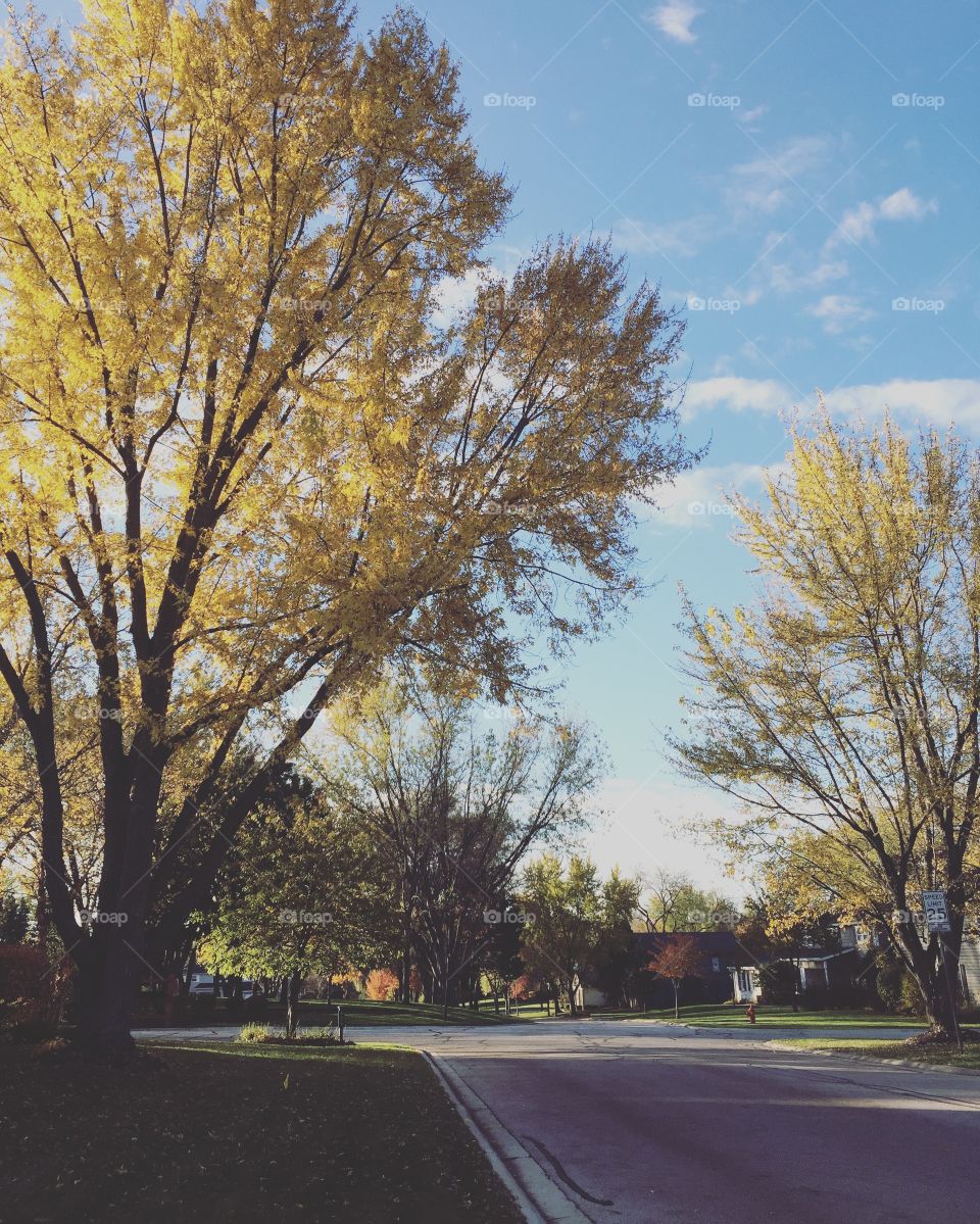 Fall colors
