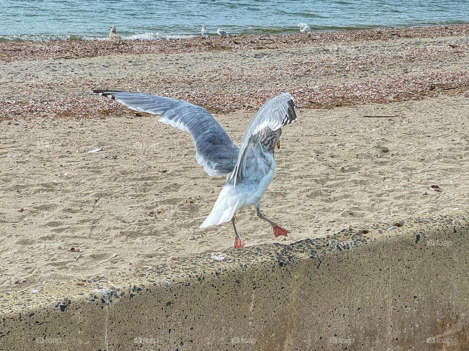 Seagull about to be in flight at the beach 