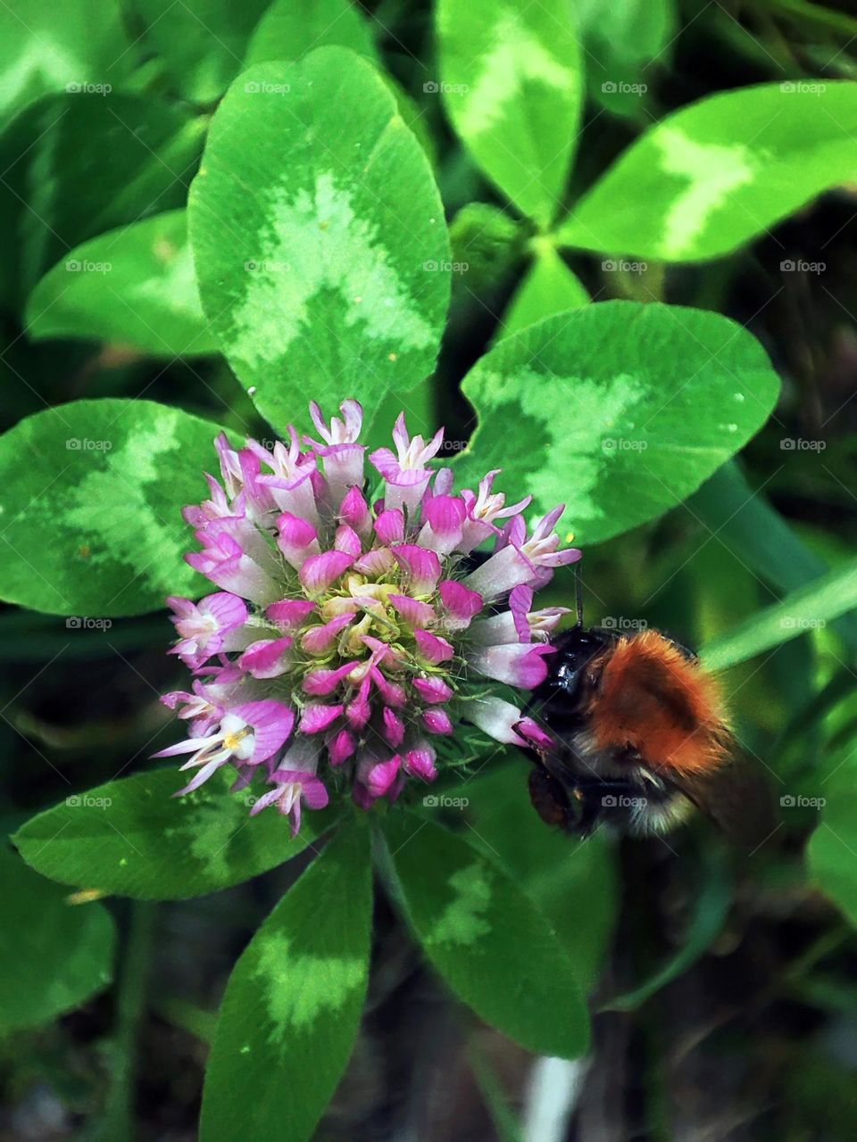 Macro photo of green grass growing in the garden
