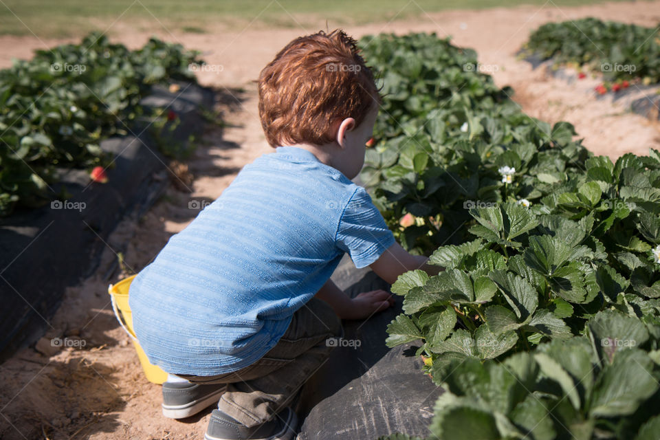 Finding strawberries 