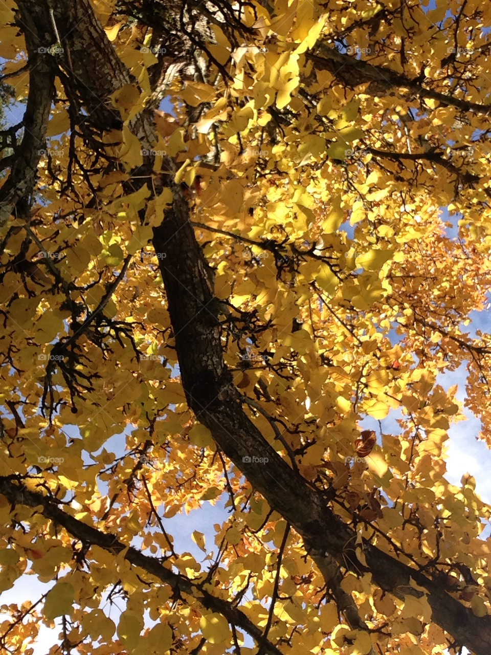 yellow tree leaves fall by MichaelDRYork