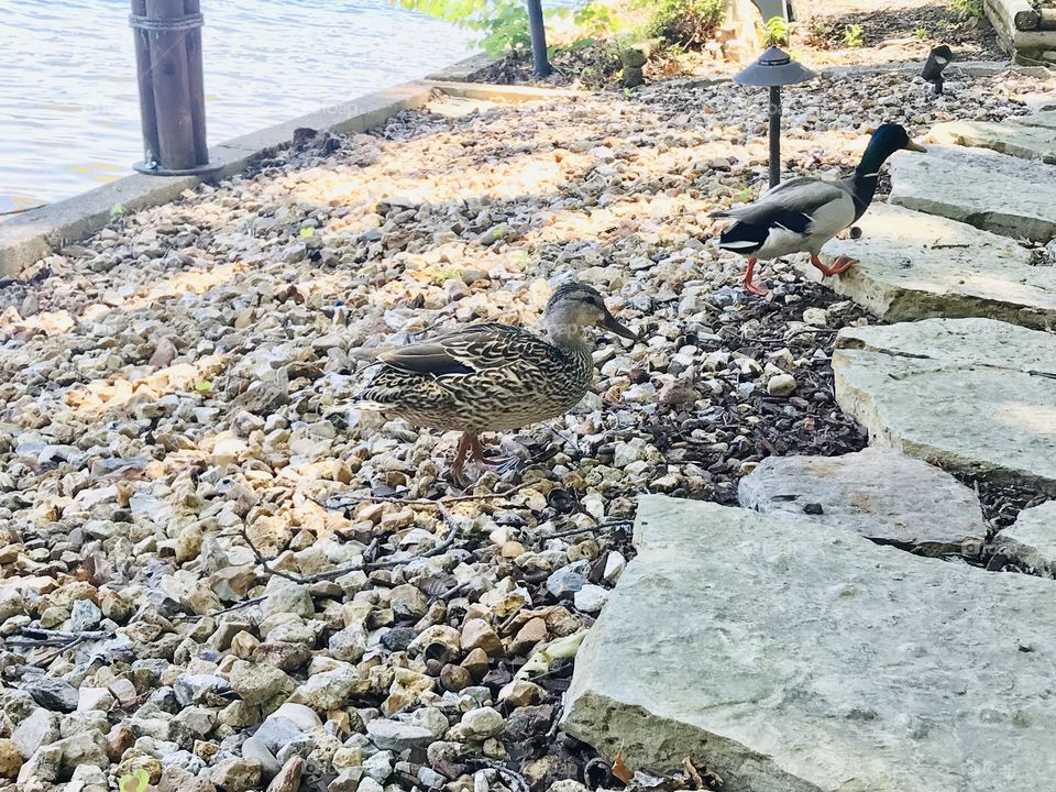 Gorgeous family of resident ducks out for a swim on the beautiful sunny day at the beach!