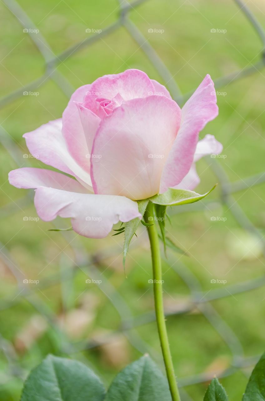 Pink Rose