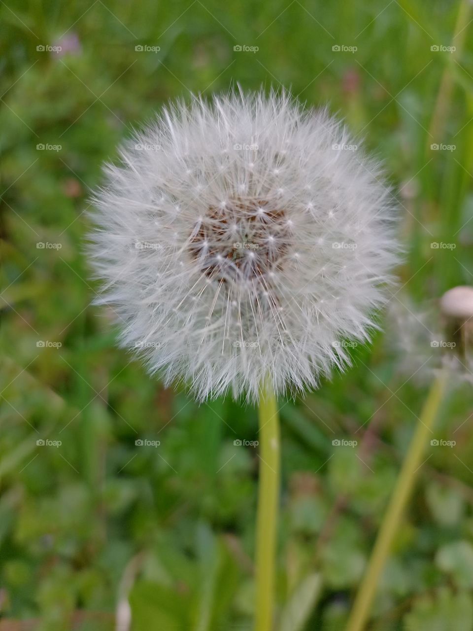dandelion