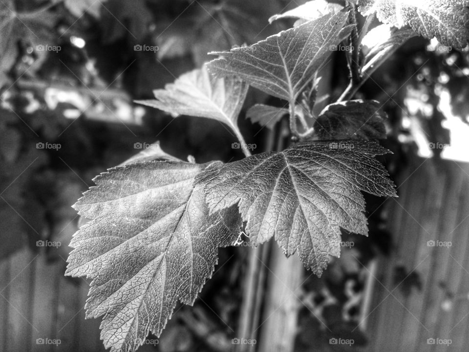 Black and white tree branch! 