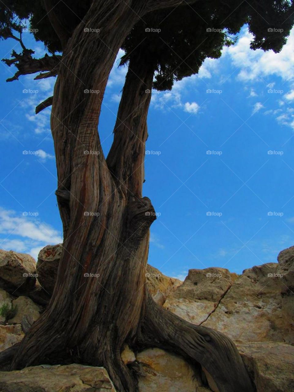 Grand Canyon tree