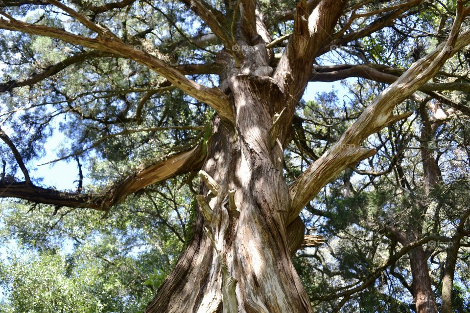 A huge old tree with a thick trunk and many large branches