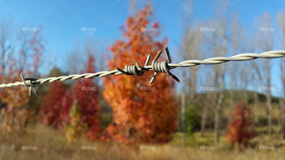 barbed wire. rural fence