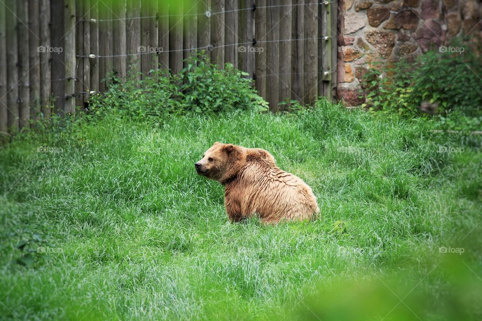 Braunbär- Springe