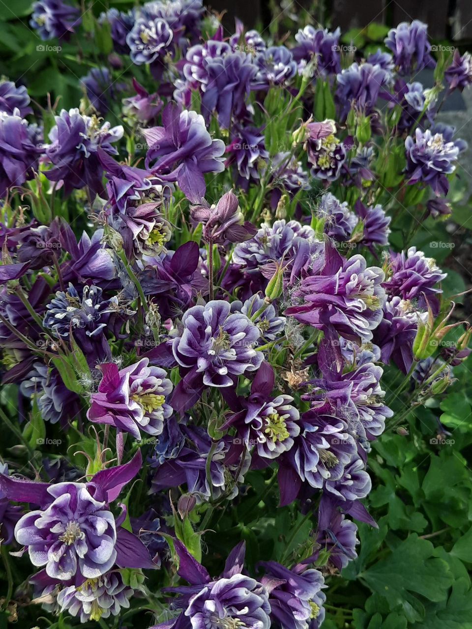 multiverse  - purple Aquilegia