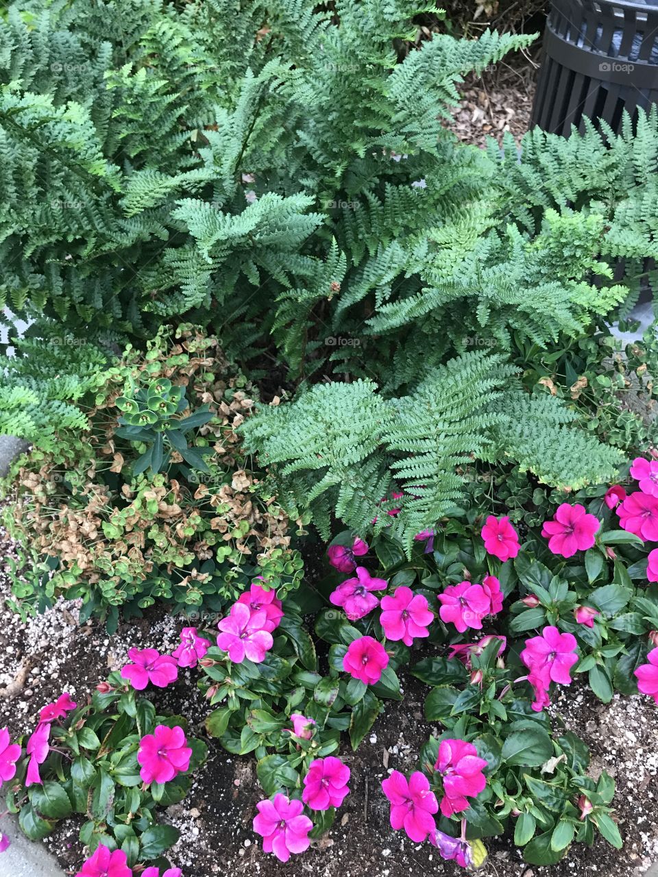 Some ferns with some beautiful flowers around them