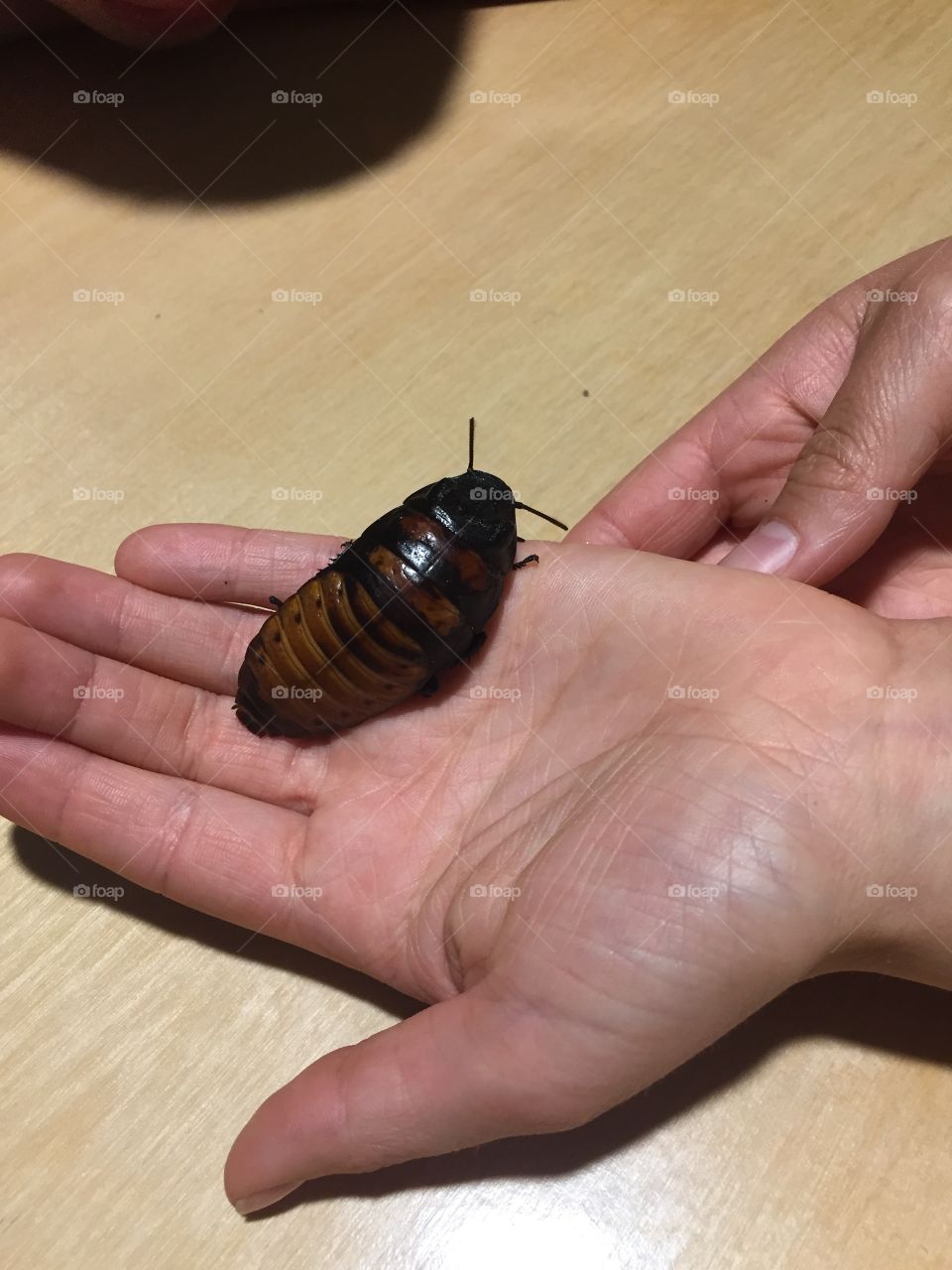 Hissing Cockroach, Scientist, Happy Boy, Insect Studies, Entomology, Madagascar Bug. Petting The Bug, Cockroach Breathes Out It’s Back-holes. Kind Cockroach. Well-Mannered. His Friend hissed when the Person pet him, we did not pet the moody Cockroach