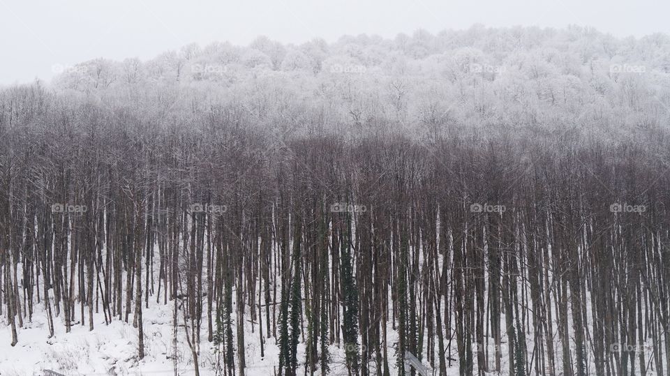 Winter forest 